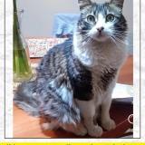 Photo de chat perdu à Talcahuano