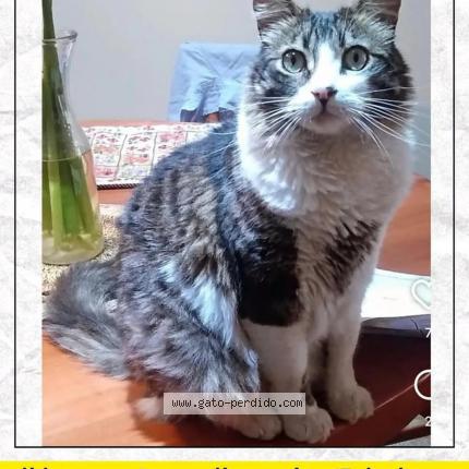 Photo 1/1 Arnoldo Arny Chat perdu à Talcahuano