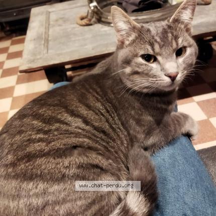 Photo de chat perdu à Maze Milon