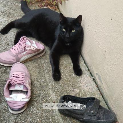 Photo 1/1 Chat retrouvé Trouvé à Evreux