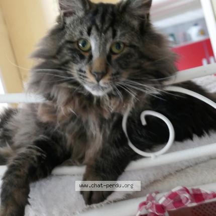 Photo 1/1 Chat retrouvé Perdu à Nanterre