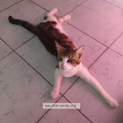 Photo 1/1 Vaiana Chat perdu à Champ st pere