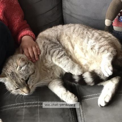 Photo 1/3 Petit loup Chat perdu à St pierre de frugie