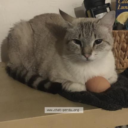 Photo 2/3 Petit loup Chat perdu à St pierre de frugie