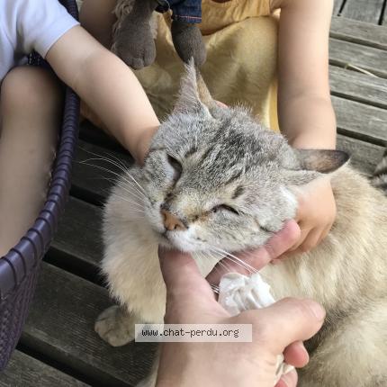 Photo 3/3 Petit loup Chat perdu à St pierre de frugie