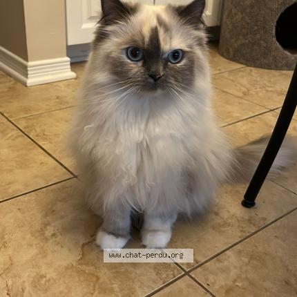 Photo 1/1 Feta Chat perdu à Mont tremblant