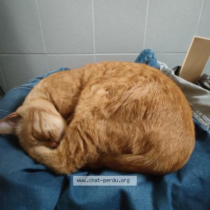 Photo 1/4 Noé Chat perdu à Narbonne