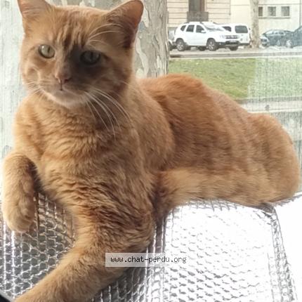 Photo 2/4 Noé Chat perdu à Narbonne