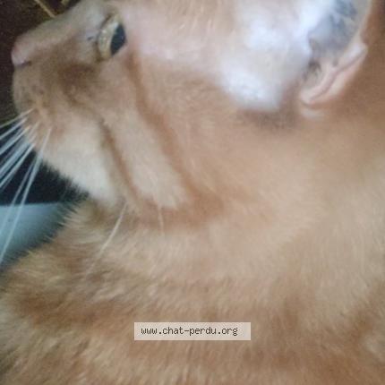 Photo 4/4 Noé Chat perdu à Narbonne