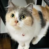 Photo de chat perdu à Marikina