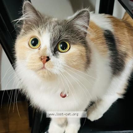 Photo 1/1 Shiva Chat perdu à Marikina