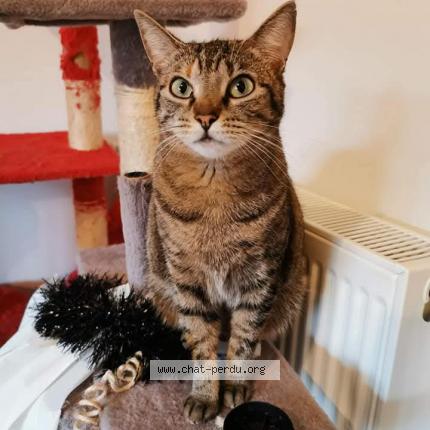 Photo de chat perdu à Corne