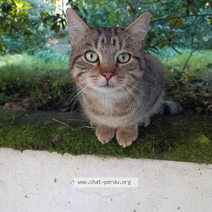 Photo 1/1 Chat retrouvé Perdu à Souppes Sur Loing