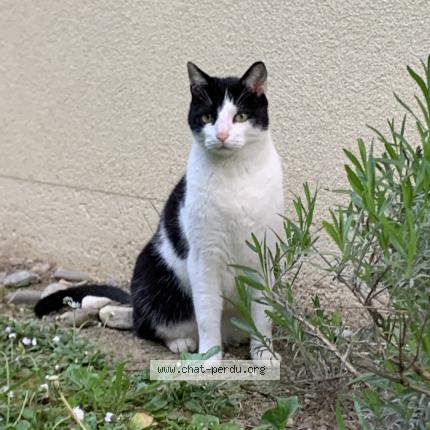 Photo 1/1 Chat retrouvé Perdu à Narbonne Plage