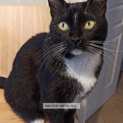Photo de chat perdu à Renaze