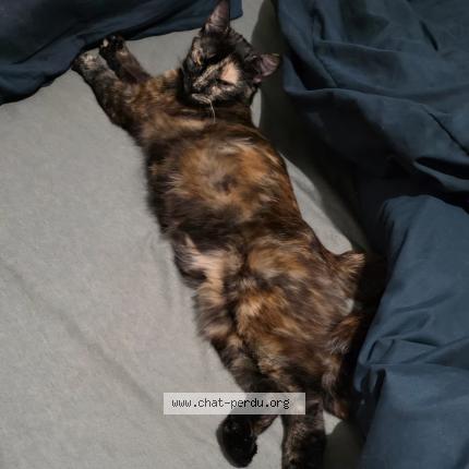 Photo 1/1 Chat retrouvé Perdu à Cugnaux