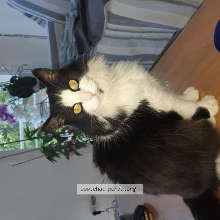 Photo 1/1 Roméo Chat perdu à Perigny