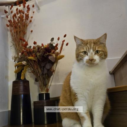 Photo de chat perdu à Meaux