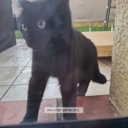 Photo 1/1 Chat retrouvé Perdu à Leguevin