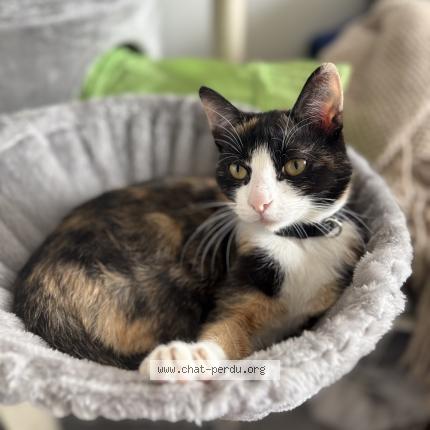 Photo 1/1 Pailette Chat perdu à Haubourdin