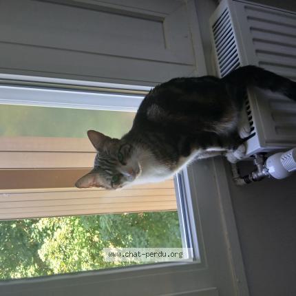 Photo 1/1 Bleue Chat perdu à Villers saint paul