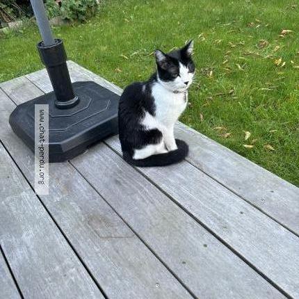 Photo 1/1 Chat retrouvé Perdu à Sarlat