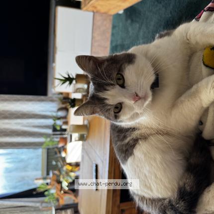 Photo 1/1 Chat retrouvé Perdu à Le Val D Ajol
