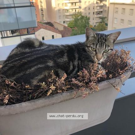 Photo 1/1 Chat retrouvé Perdu à Villeurbanne