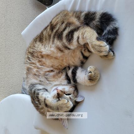 Photo 1/1 Skipy Chat perdu à Moulidars