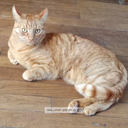 Photo de chat perdu à Boulogne Billancourt