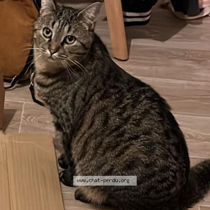 Photo de chat perdu à Anzin