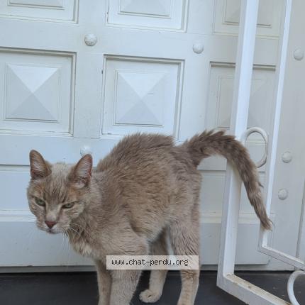 Photo 1/1 Minette Chat perdu à Gattieres