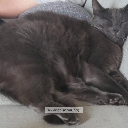 Photo 1/1 Lucky Chat perdu à Paimpoeuf