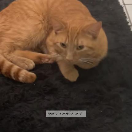 Photo 1/1 Enzo Chat perdu à Quebec