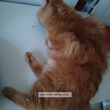 Photo de chat perdu à La Rochelle