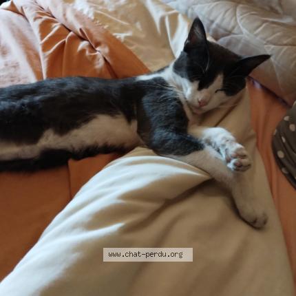 Photo 1/1 Chat retrouvé Perdu à Mulhouse