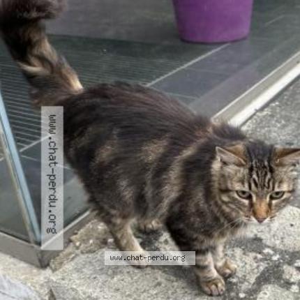 Photo 1/1 Chat retrouvé Perdu à Saint malo