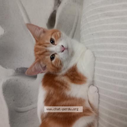 Photo 1/1 Nina Chat perdu à Saint jean pla de corts