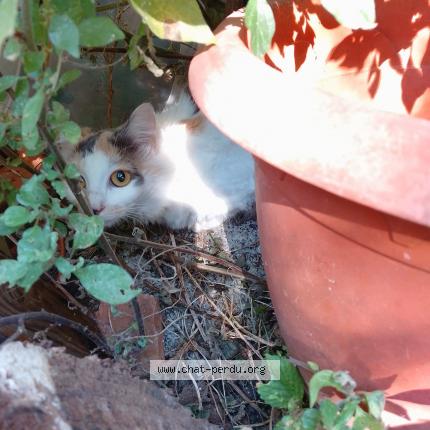 Photo 1/1 Chat retrouvé Trouvé à Gaillac