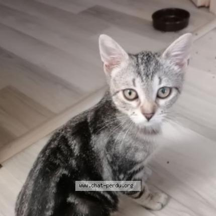 Photo 1/1 Inna Chat perdu à Caux et sauzens