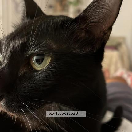 Photo 1/1 Bebe Chat perdu à Singapore