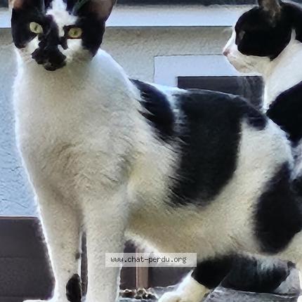 Photo 1/1 Chat retrouvé Perdu à Villiers Sur Marne