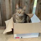 Photo de chat perdu à Melbourne