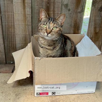 Photo 1/1 Coco Chat perdu à Melbourne