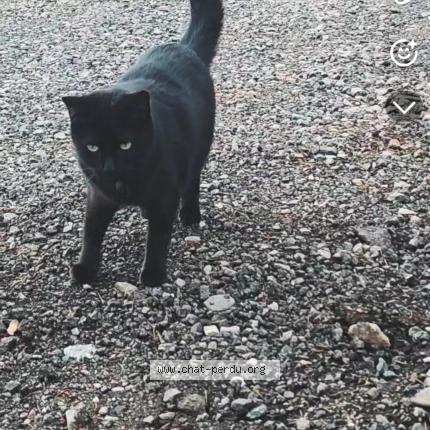 Photo 1/1 Moino Chat perdu à Thiers