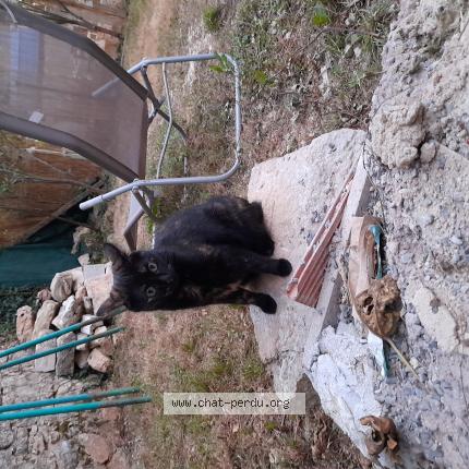 Photo 1/1 Chat retrouvé Perdu à Saint Robert