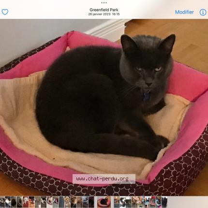 Photo 1/1 P’tit Gris Chat perdu à Greenfield park longueuil