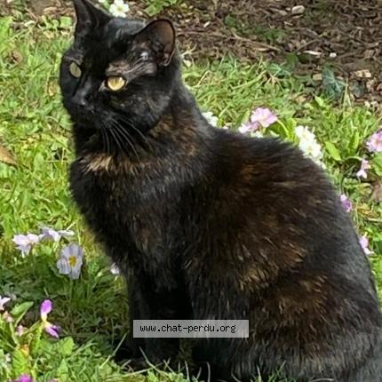 Photo de chat perdu à Dammartin En Goele
