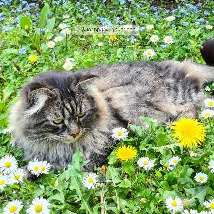 Photo de chat perdu à Le Perreux