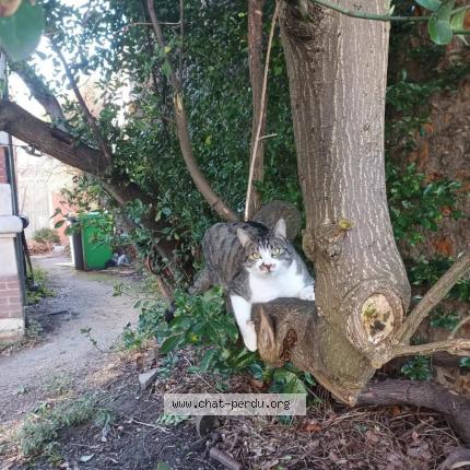 Photo de chat perdu à Bondy